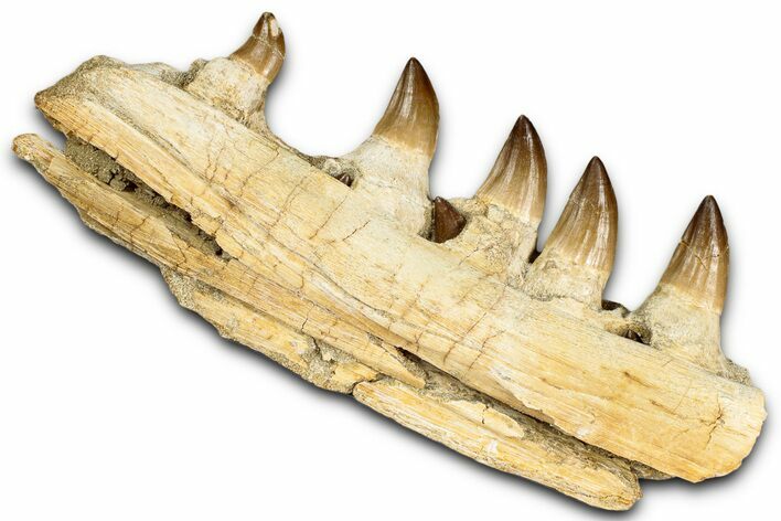 Fossil Mosasaur (Prognathodon) Jaw with Five Teeth - Morocco #353159